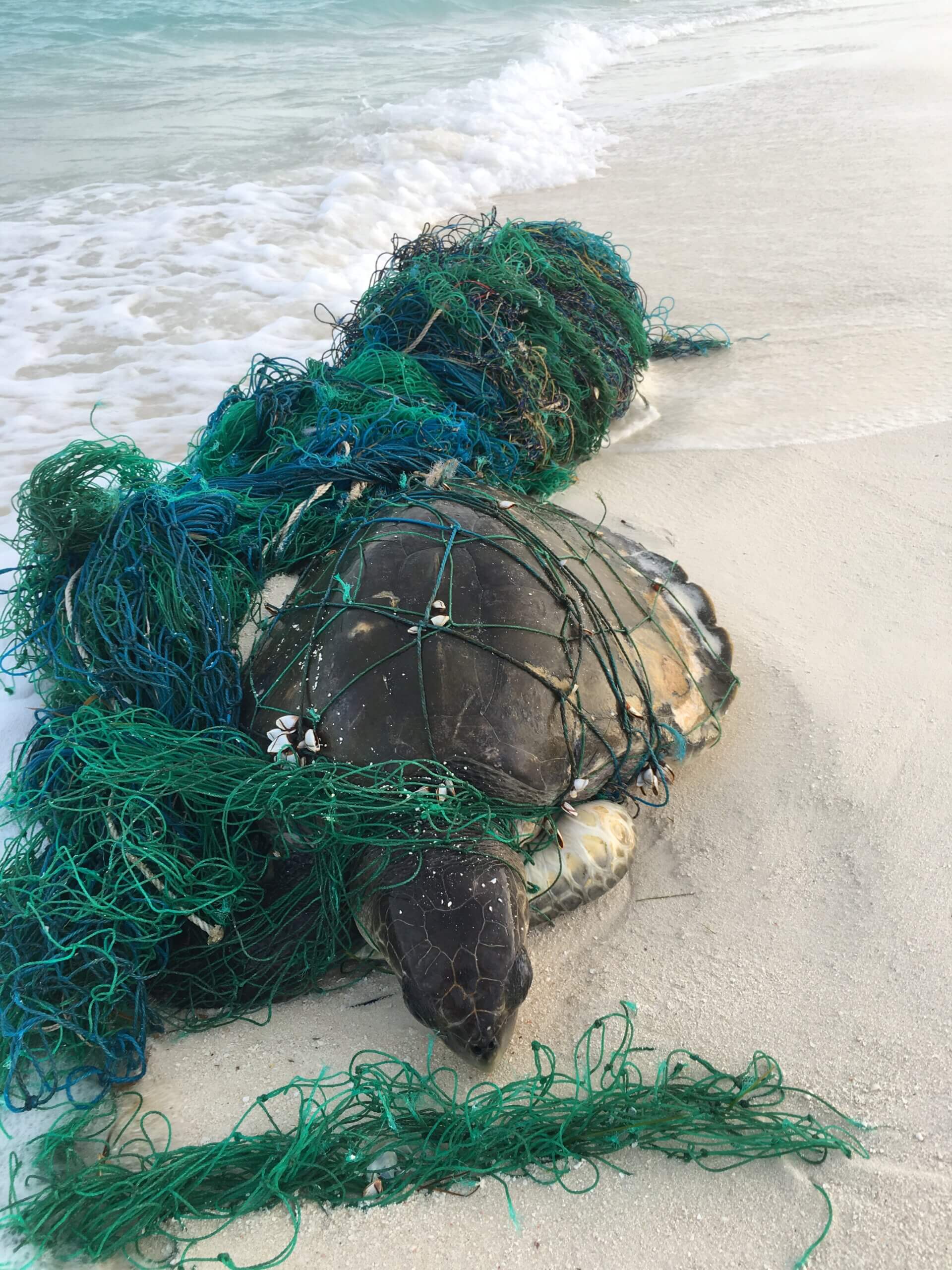 Tierrettung Meeresschildkröte in Fischernetz