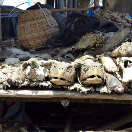 Tote Schildkröten auf Markt (Aquatic Wildmeat) Tote Schildkröten auf Markt (Aquatic Wildmeat)