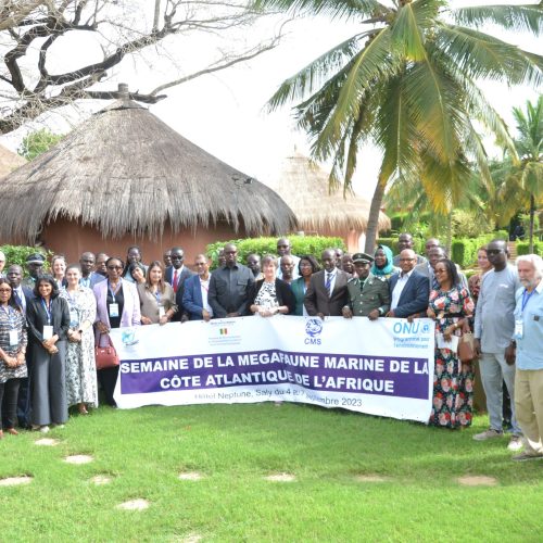 CMS Marine Megafauna Week in Senegal