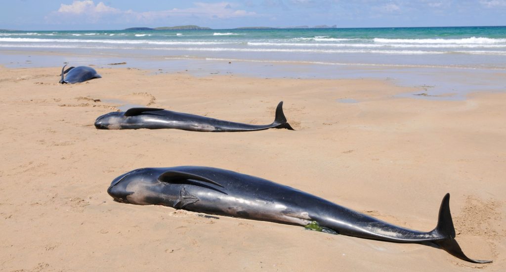 A,Pod,Of,Pilot,Whales,Lie,Stranded,On,A,Beach Grindwale Strandung